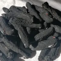 Holothuria Forskali Or Black Sea Cucumber