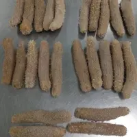 Stichopus Tremulus Or Atlantic Sea Cucumber
