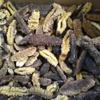 African Tubulosa Or Atlantic Sea Cucumber