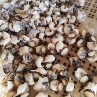 Mulex Conch Shell Meat