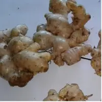 Elephant Ginger