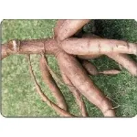 Cassava