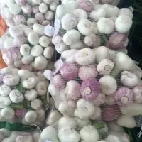 Garlic