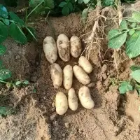 Potato Spunta
