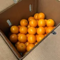 Valencia Orange