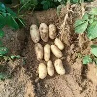 Potato Spunta