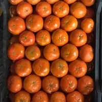 Mandarin Murket