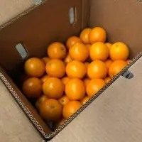 Valencia Orange