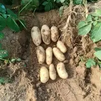 Potato Spunta