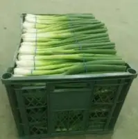 Spring Onion