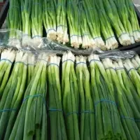 Spring Onion