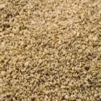 Celery Seeds
