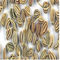 Ajwain Seeds