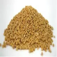 Mustard Seeds