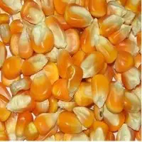 Yellow Maize