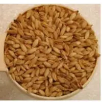 Barley Grain