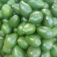 Fresh Avocados