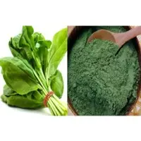 Dehydrated Spinach Powder