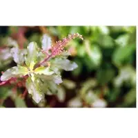 Bulk Tulsi Tea