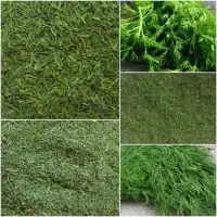 Dill