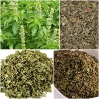 Basil