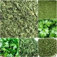 Coriander
