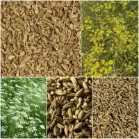 Anise Seeds