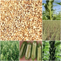 Sesame