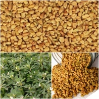 Fenugreek