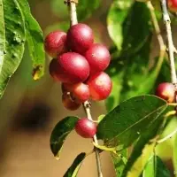 Atomized Organic Camu Camu Powder