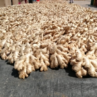 Fresh Ginger Root