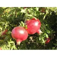 Pomegranate