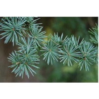 Atlas cedar essential oil