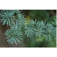 Atlas cedar essential oil