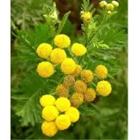 Blue tansy essential oil (Chamomile)