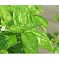 Basil essential oil