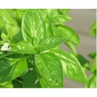 Basil essential oil