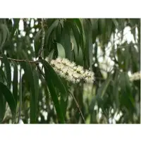 Cajeput essential oil