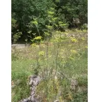 Sweet Fennel essential oil