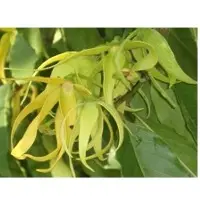 Ylang ylang essential oil