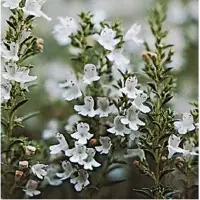 Thyme essential Oil