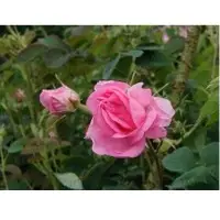 Rose otto essential oil