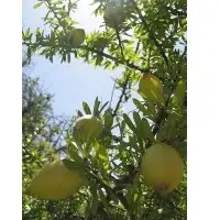 Argan oil roasted ( Edible Grade )