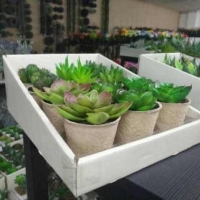 Nursery Pulp Tray,