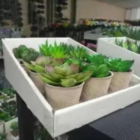 Nursery Pulp Tray,