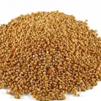 Sorghum Seeds