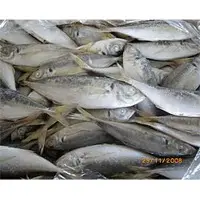 Horse mackerel