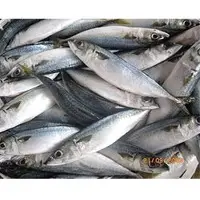 Mackerel