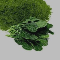 Spinach Powder