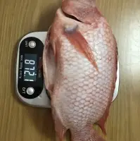 Red Tilapia Fish